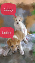 Labby & Labbo, apprx.2mths old, must adopt together, Inseparable Siblings.