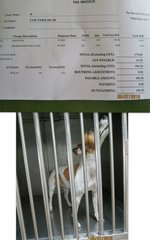 1st Immiticide injection - vet bill: RM180.20