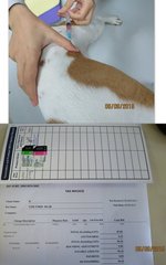 1st vaccination - vet bill: RM90.10