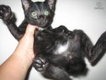 Uban - Adopted By Vino - Domestic Short Hair Cat