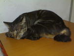 Tommy - Domestic Medium Hair Cat