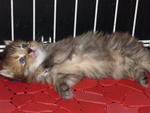 PF6949 - Domestic Long Hair Cat