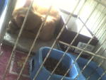Dexter in December 09...sleeping heavily when the rain gets heavy.. ;)