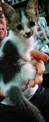 Little Red Bean - Domestic Medium Hair Cat