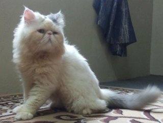 Persian Male Flatface - Persian Cat