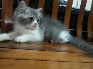Baby Grey - Domestic Long Hair Cat