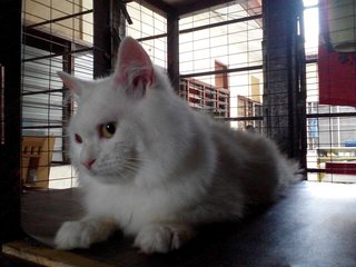 Boyboy - Domestic Long Hair Cat