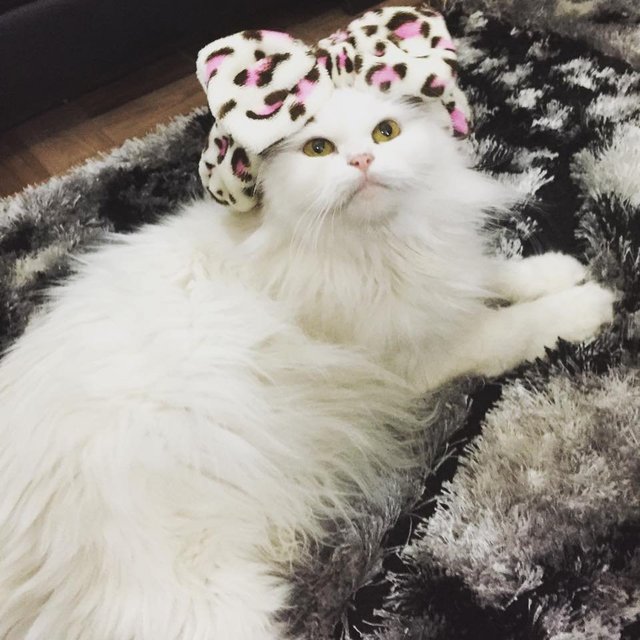 Nala - Persian Cat