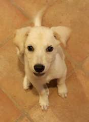 Andi Adopted  - Mixed Breed Dog