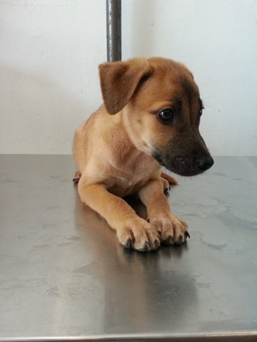 Puppy - Mixed Breed Dog