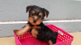 Yorkshire Terrier Female  - Yorkshire Terrier Yorkie Dog