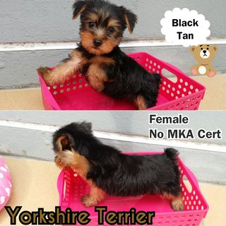 Yorkshire Terrier Female  - Yorkshire Terrier Yorkie Dog