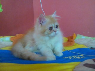 Flaty - Persian Cat