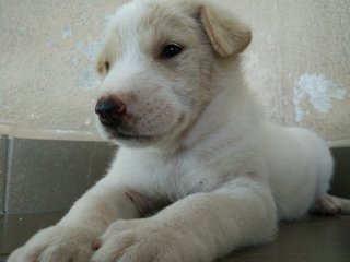 PF69336 - Mixed Breed Dog