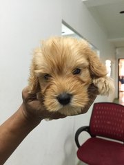 Poodle In Brown Color - Poodle Dog