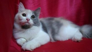 Female Persian Kitten For Sale - Persian Cat