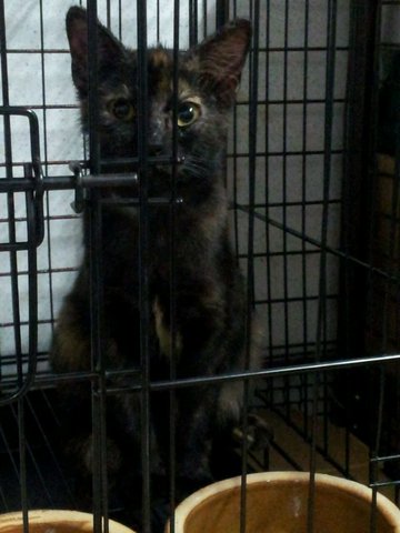 Mimi Mouse-lovelymanja Black Calico - Domestic Short Hair + Calico Cat