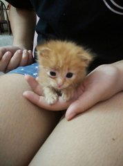 Moz The Golden Kitten - Domestic Short Hair Cat