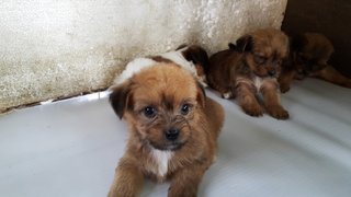 Shih Tzu Puppy - Shih Tzu Dog