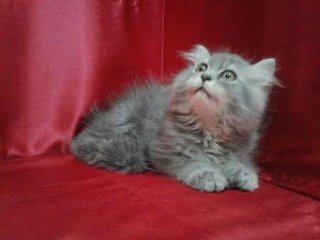 Persian Grey - Persian Cat