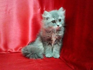 Persian Grey - Persian Cat