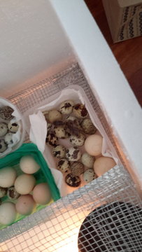 Lucky I - Button Quail Bird