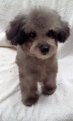 Taiwan Silver Poodle. Girl With Mka - Poodle Dog