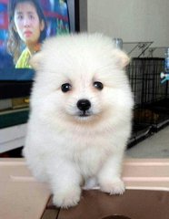 White Colour Pomeranian - Pomeranian Dog