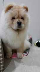 Chow Chow - Chow Chow Dog