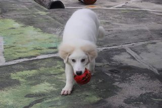 Great Pyrenees - Great Pyrenees Dog