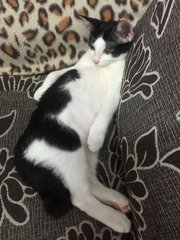 Oreo - Domestic Short Hair Cat