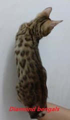 Bengal_120515 - Bengal Cat