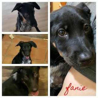 Fanie - Mixed Breed Dog