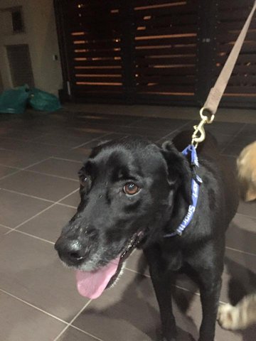 Dog Found Wandering - Labrador Retriever Mix Dog