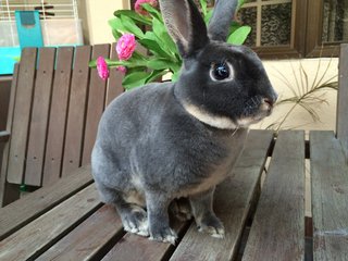 Max - Mini Rex Rabbit