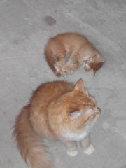 Fluffy &amp; Tauriel - Domestic Long Hair Cat