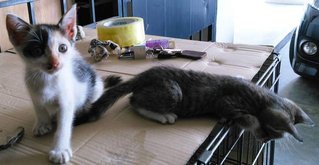 Terry &amp; Suzy - Domestic Short Hair Cat