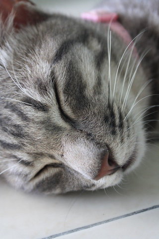Biebie - Egyptian Mau + Tabby Cat