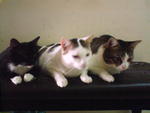 All three cats for adoption