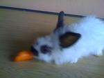 A6 - Angora Rabbit Rabbit