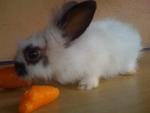 A6 - Angora Rabbit Rabbit