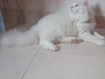 Jerry - Persian Cat