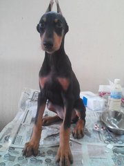 Dobermann Puppy. - Doberman Pinscher Dog