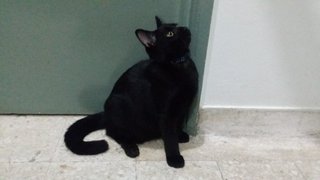 Sylum - Bombay Cat