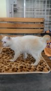 Female White Domestic Short Hair - Domestic Short Hair Cat