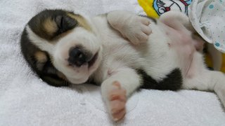 Beagle Puppies - Beagle Dog