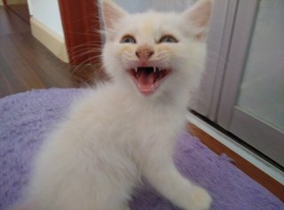Meowing so happy