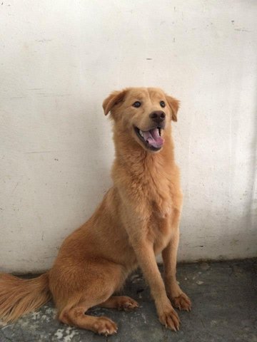 Hansi - Golden Retriever Mix Dog