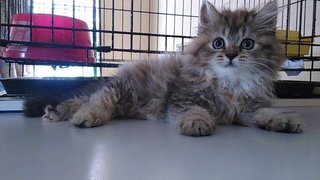 Semi Flat Female Tabby - Persian Cat