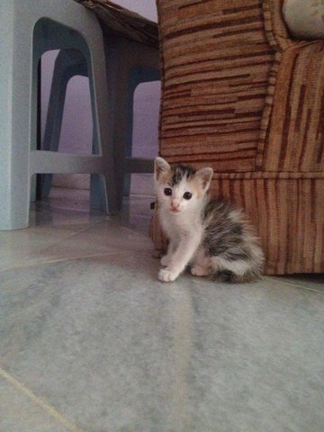 Kitteh - Domestic Medium Hair Cat